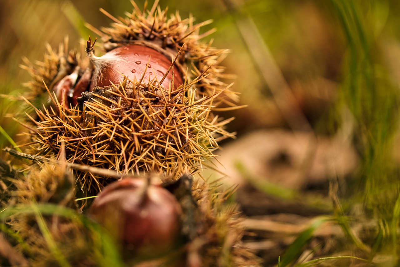 Enogastronomia Valle Grana